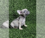Small Photo #31 French Bulldog Puppy For Sale in CHICAGO, IL, USA