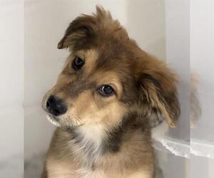 Beagle-Unknown Mix Dogs for adoption in Canfield, OH, USA