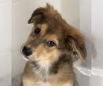 Small Beagle Mix
