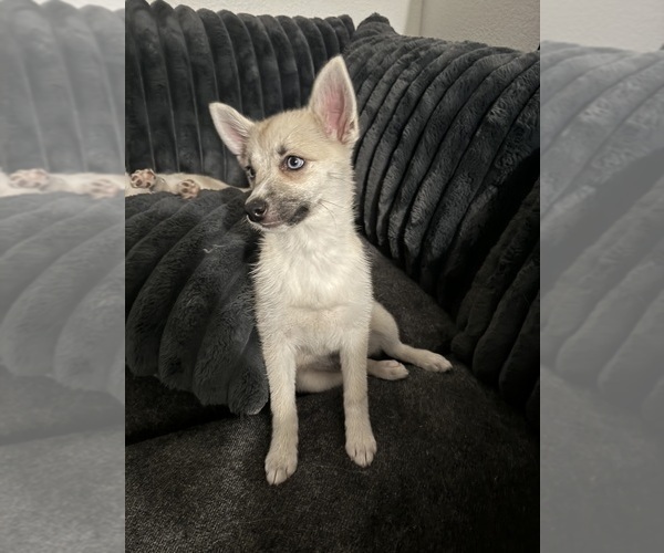 Medium Photo #127 Pomsky Puppy For Sale in LOVELAND, CO, USA
