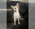 Small #125 Pomsky