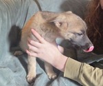 Small #5 Australian Shepherd-German Shepherd Dog Mix