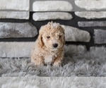 Small #3 Poodle (Toy)