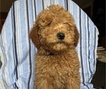Small Photo #5 Goldendoodle (Miniature) Puppy For Sale in SAN FERNANDO, CA, USA