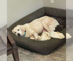 Small #3 Great Pyrenees Mix