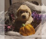 Puppy Peach girl Golden Retriever
