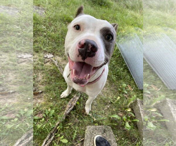 Medium Photo #29 American Pit Bull Terrier-Unknown Mix Puppy For Sale in Germantown, OH, USA
