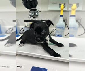 Chihuahua Dogs for adoption in Rosenberg, TX, USA