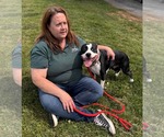 Small #3 American Boston Bull Terrier