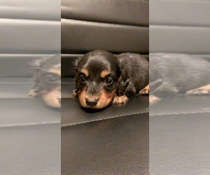 Dachshund Puppy for sale in QUANAH, TX, USA