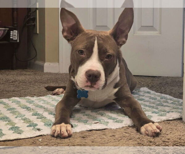 Medium Photo #3 Boxer-Unknown Mix Puppy For Sale in Plainfield, IL, USA