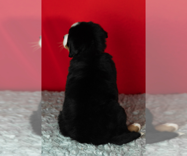 Medium Photo #58 Bernese Mountain Dog Puppy For Sale in MILLERSBURG, IN, USA