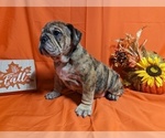Small Photo #4 Bulldog Puppy For Sale in GREEN FOREST, AR, USA