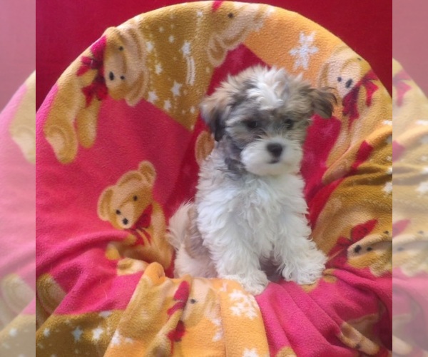 Medium Photo #2 Mal-Shi Puppy For Sale in PATERSON, NJ, USA