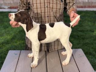 German Shorthaired Pointer Puppy for sale in CITY RANCH, CA, USA