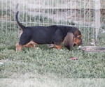 Small Photo #17 Basset Hound Puppy For Sale in MEMPHIS, MO, USA