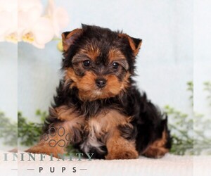 Yorkshire Terrier Puppy for sale in REINHOLDS, PA, USA