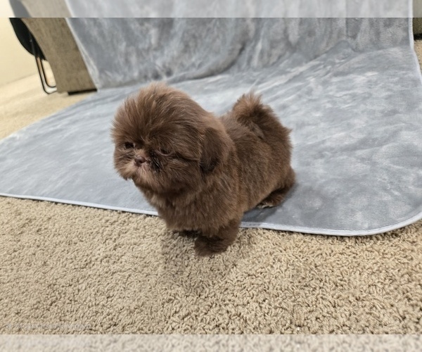 Medium Photo #9 Shih Tzu Puppy For Sale in CARLYLE, IL, USA