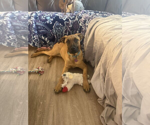 Medium Photo #8 Mutt Puppy For Sale in Minneapolis, MN, USA