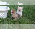 Small Photo #9 Pomeranian Puppy For Sale in DINWIDDIE, VA, USA