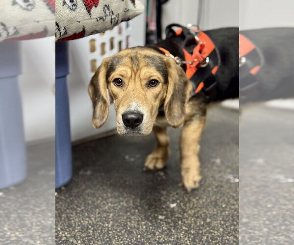 Medium Photo #3 Bagle Hound Puppy For Sale in Mundelein, IL, USA