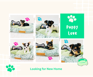 Yorkshire Terrier Puppy for Sale in MILWAUKEE, Wisconsin USA