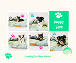 Image preview for Ad Listing. Nickname: Litter of 5