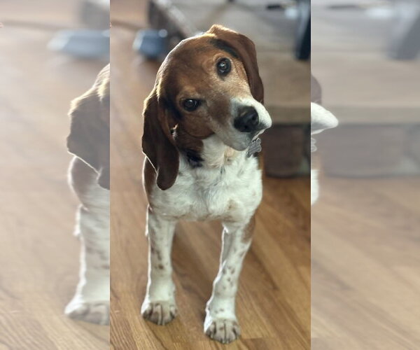 Medium Photo #3 Beagle Puppy For Sale in Alexander, AR, USA