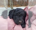 Small Photo #27 Aussiedoodle Puppy For Sale in ATHENS TOWNSHIP, PA, USA