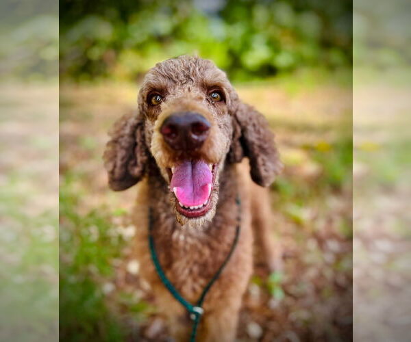 Medium Photo #5 Poodle (Standard) Puppy For Sale in Pacolet, SC, USA