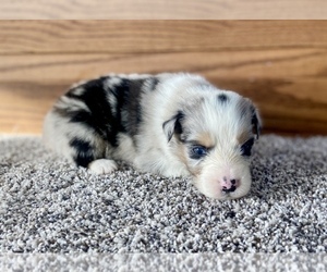 Australian Shepherd Puppy for sale in LODA, IL, USA