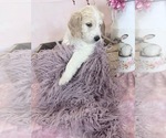 Small Photo #68 Aussie-Poo-Goldendoodle Mix Puppy For Sale in COMMERCE, MI, USA