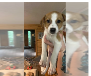 Mutt Dogs for adoption in Ball Ground, GA, USA