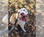Small #19 American Bulldog Mix