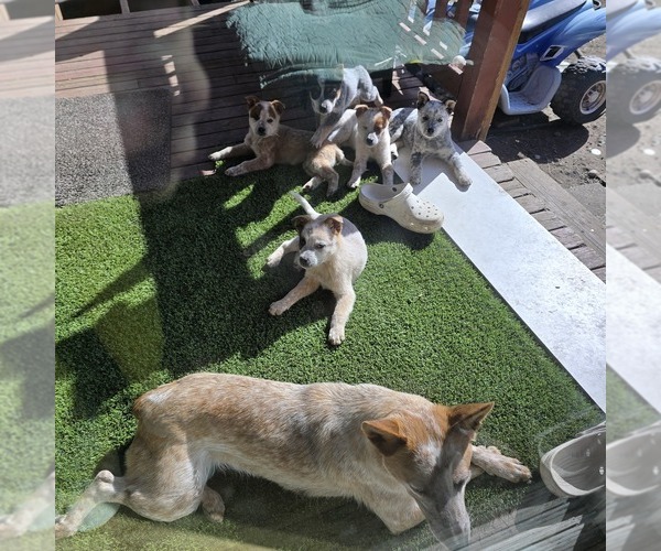 Medium Photo #1 Australian Cattle Dog Puppy For Sale in PUYALLUP, WA, USA