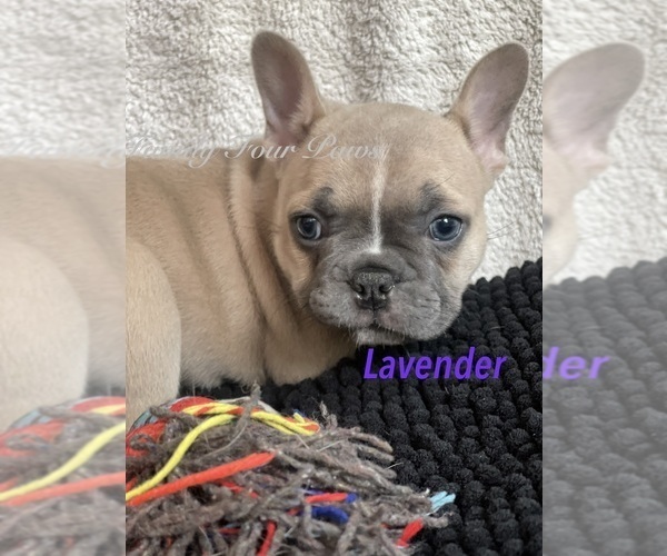 Medium Photo #23 Faux Frenchbo Bulldog Puppy For Sale in HOODSPORT, WA, USA