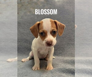 Chiranian Dogs for adoption in Bellevue, WA, USA