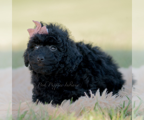 Medium Photo #3 Goldendoodle (Miniature) Puppy For Sale in WARSAW, IN, USA