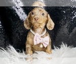 Small Photo #2 Dachshund Puppy For Sale in WARSAW, IN, USA