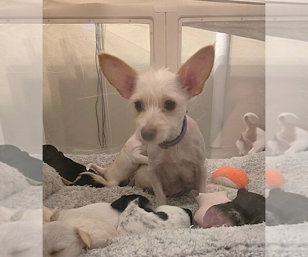 Medium Photo #1 Poodle (Miniature)-Unknown Mix Puppy For Sale in Pacifica, CA, USA