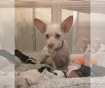 Sativa - Female Poodle (Miniature)-Unknown Mix Dog for Adoption - Small photo