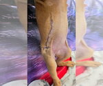 Small Photo #3 Shepradors Puppy For Sale in Lakewood, CO, USA