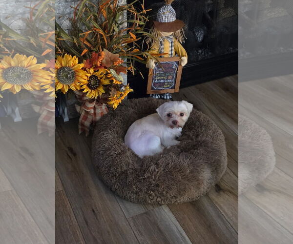 Medium Photo #2 Shih Tzu-Unknown Mix Puppy For Sale in Greenville, SC, USA