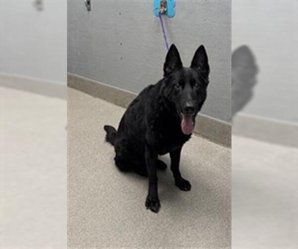 Medium Photo #1 German Shepherd Dog-Unknown Mix Puppy For Sale in Las Vegas, NV, USA