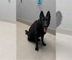 German Shepherd Dog-Unknown Mix Dogs for adoption in Las Vegas, NV, USA