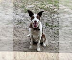 Small #6 Border Collie
