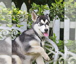 Small #1 Siberian Husky