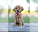 Small Photo #2 Golden Retriever Puppy For Sale in FREDONIA, KY, USA