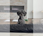 Small Photo #2 Poodle (Toy) Puppy For Sale in Omaha, NE, USA