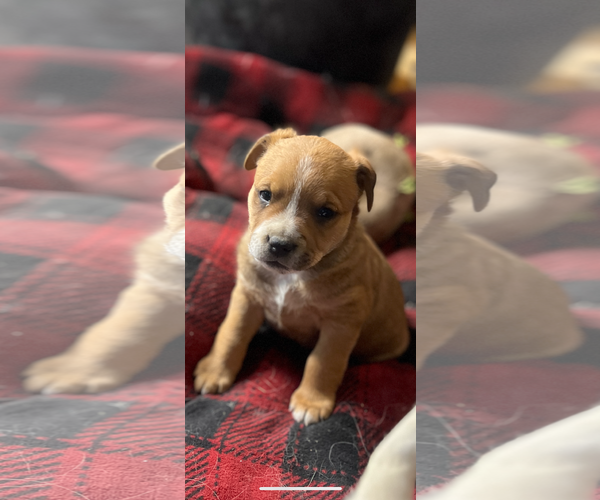 Medium Photo #2 American Pit Bull Terrier-Unknown Mix Puppy For Sale in Hillsboro, MO, USA